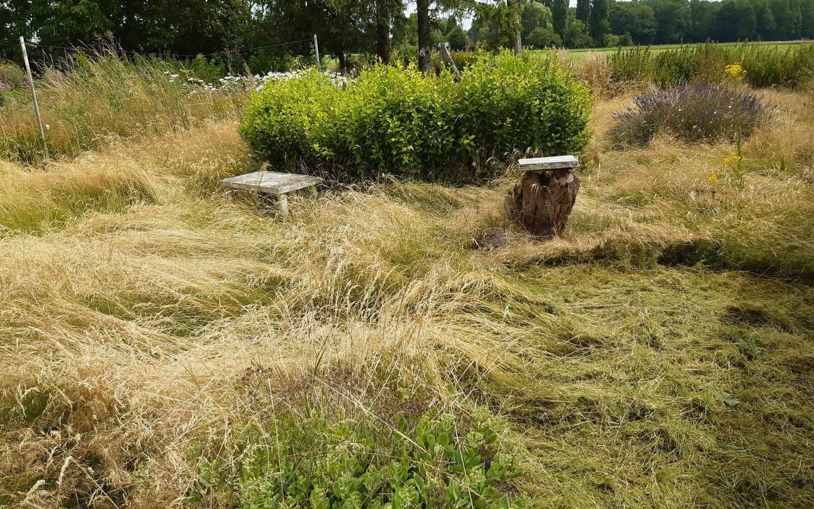 Jardin en friche, herbes hautes